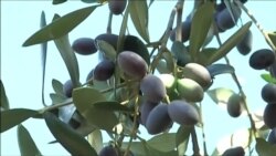 В Италии спилят миллион вековых оливковых деревьев