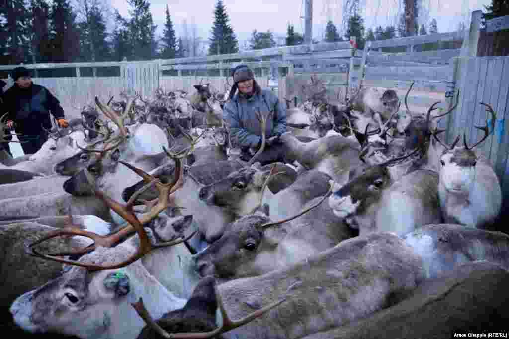 Inside the corral, it's heavy work. Some reindeer are vaccinated against parasites and released. 