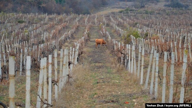 В виноградниках пасется корова