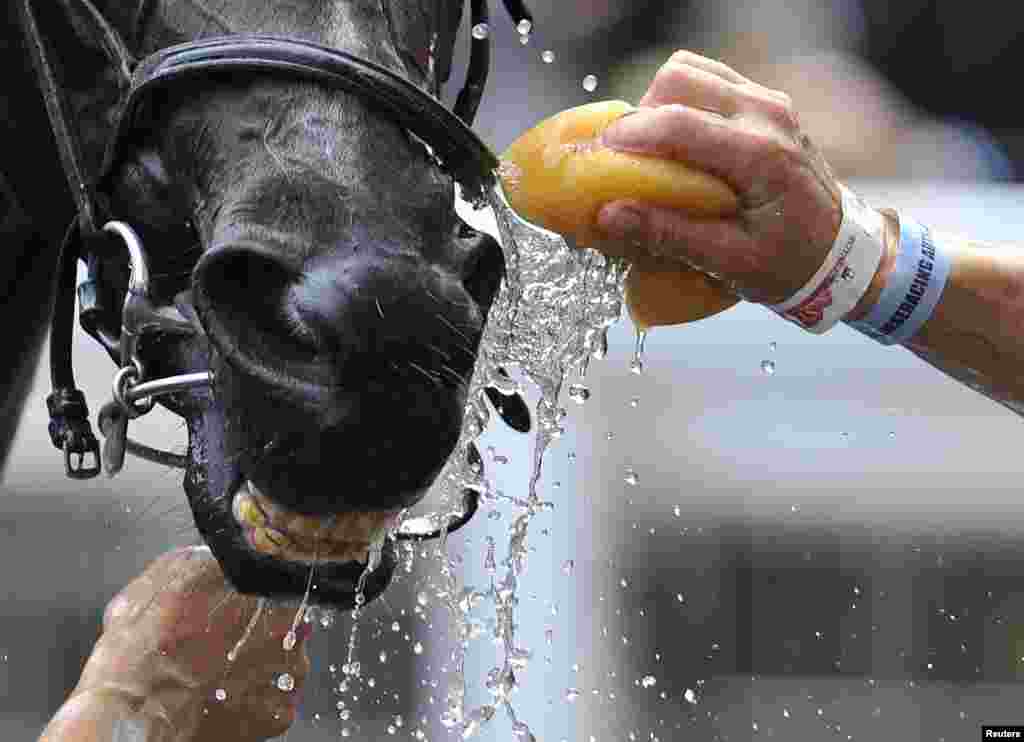 A racehorse is cooled down after competing on the fourth day of the Royal Ascot horse-racing festival at Ascot in southern England. (Reuters/Toby Melville)