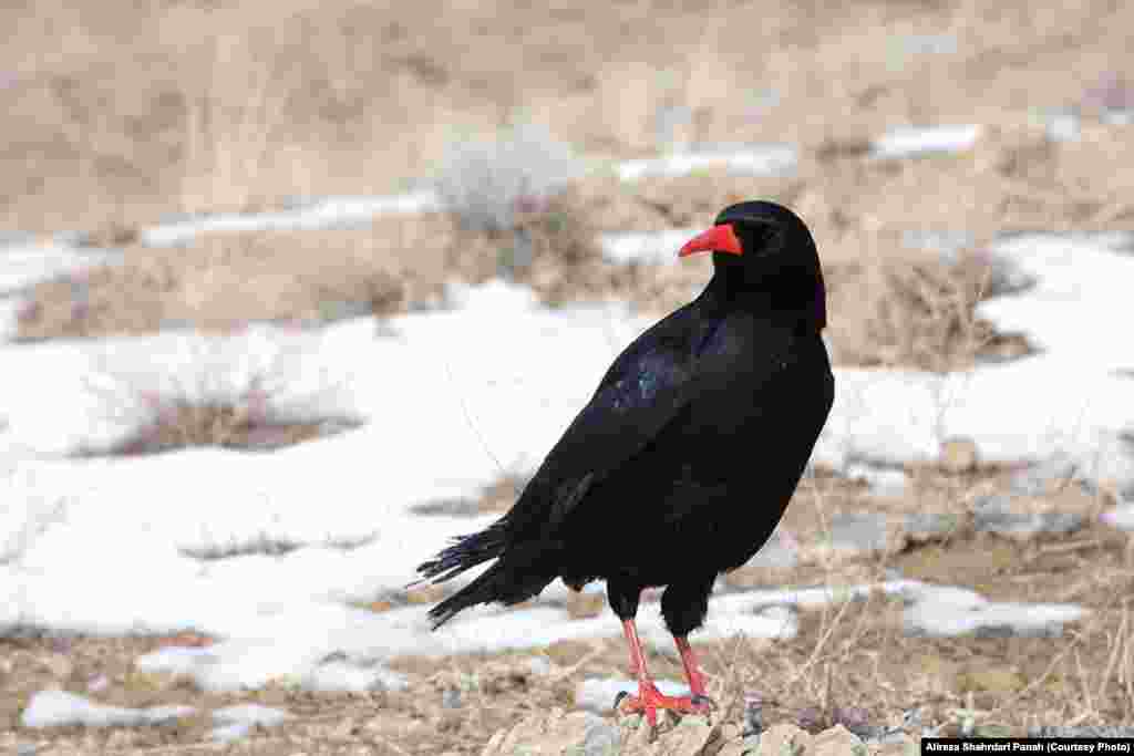 زاغ نوک سرخ با نام علمی: Red billed Chough، طول بدن ۳۹ سانتيمتر، زيستگاه: مناطق کوهستانی و صخره&zwnj;ای و در شکاف صخره&zwnj;ها لانه می&zwnj;سازند