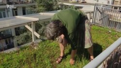 Парк на даху: чому нідерландці обирають зелені покрівлі (відео)