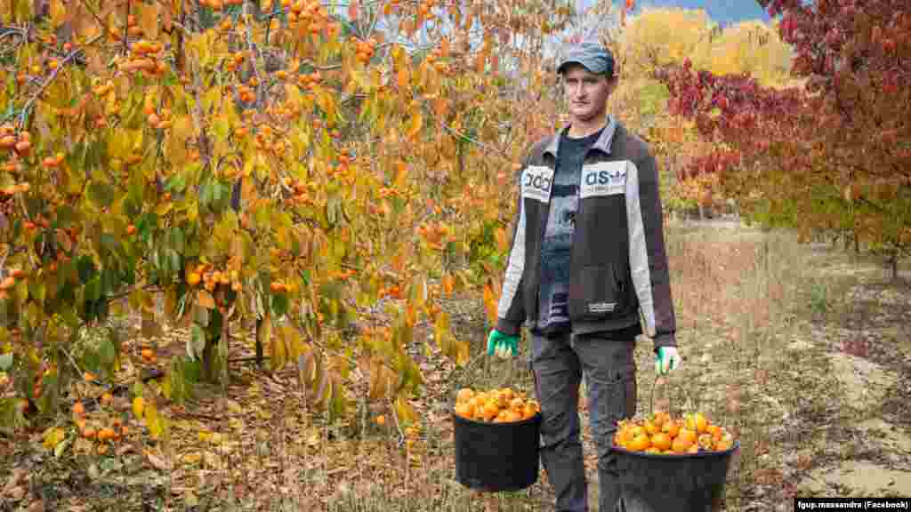 &nbsp;&ldquo;Massandra&rdquo; topraqlarında yüzümden ğayrı meyva terekleri de öse.&nbsp; Foto: 2019 senesi 