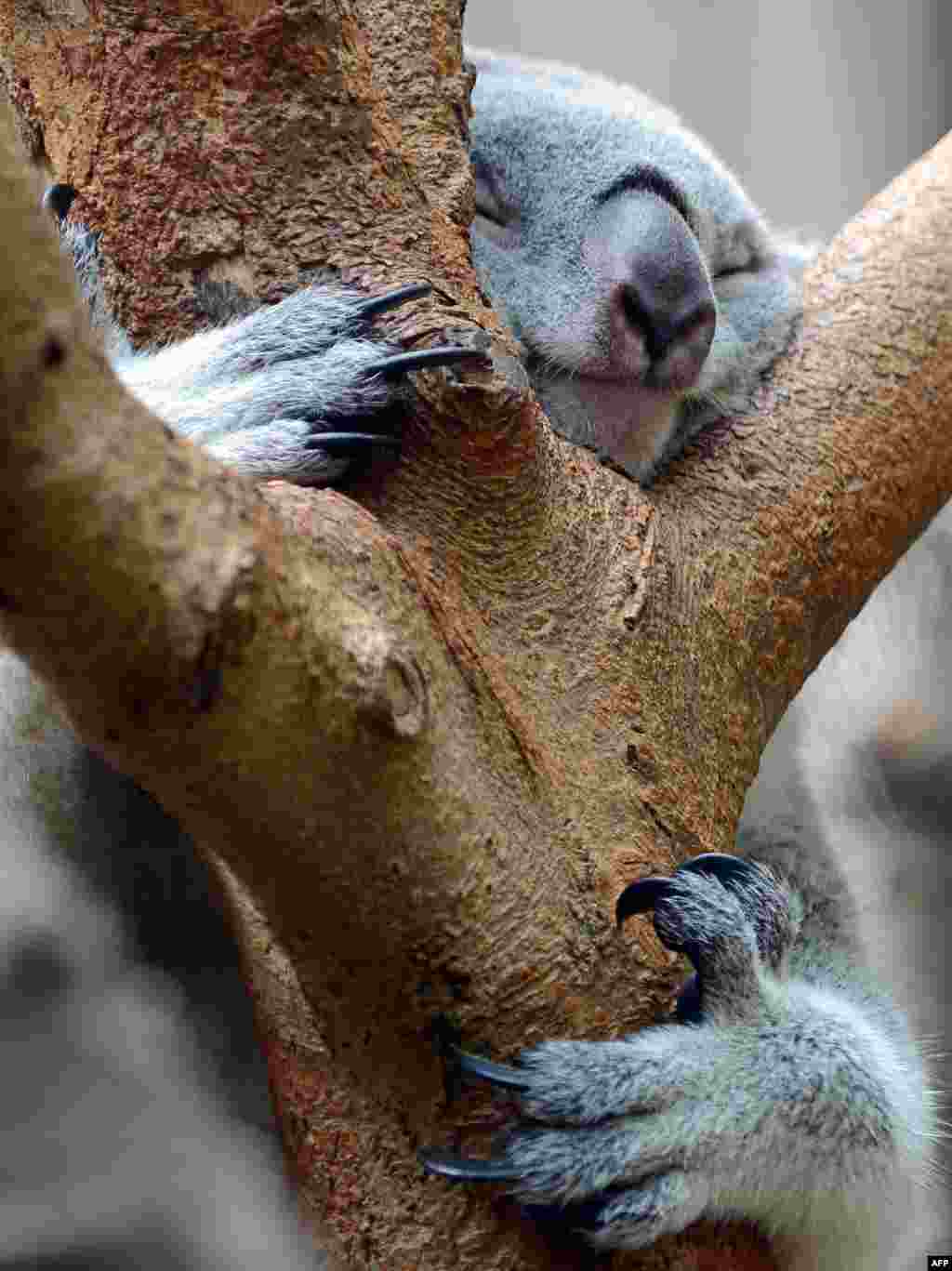 A koala sleeps in a tree in a zoo in Duisburg, Germany. (AFP/dpa/Horst Ossinger)