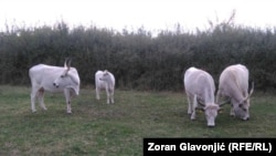 Autohtona rasa podolsko goveče, specijalni rezervat prirode Zasavica, Srbija