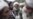 Taliban Violence Creating Social Revolution Among Pashtuns