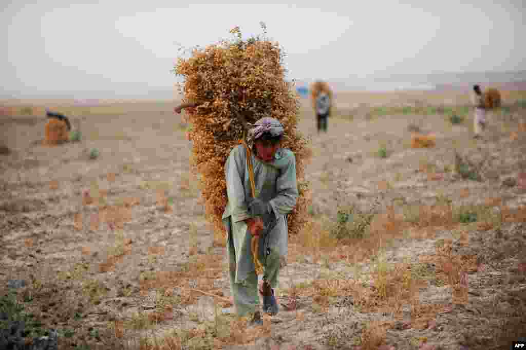 A farmer walks through a field in Afghanistan&#39;s northern Balkh Province. (AFP/Farshad Usyan)