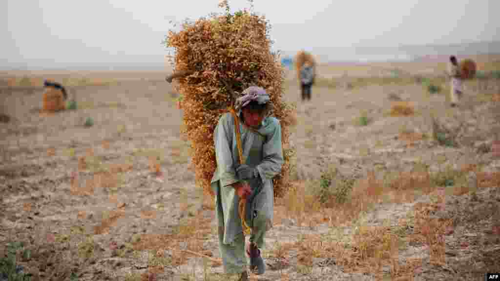 Afganistan - Poloprivrednik u provinciji Balkh. Nakon sukoba koji su trajali više decenija Afganistan ostaje jedna od najsiromašnijih država svijeta, 2. juni 2013. Foto: AFP / Farshad Usyan