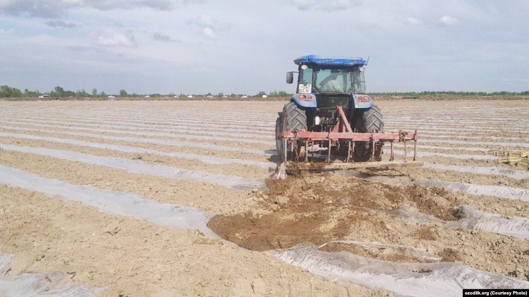 Critics say agricultural reforms in Uzbekistan, where all farmland is state-owned, are merely enriching the shadowy owners of private companies. 