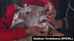 Иллюстрациялык сүрөт. 