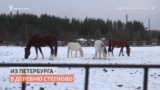 Спасти "Лошадкино". В Новгородской области из-за пандемии животным не хватает корма