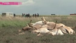 Сайгаки гибнут за «Прогресс»? (видео)