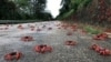 AUSTRALIA -- Migrating red crab are seen on a road on Christmas Island, Australia, in this undated image obtained via social media. Parks Australia via REUTERS 