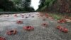 AUSTRALIA -- Migrating red crab are seen on a road on Christmas Island, Australia, in this undated image obtained via social media. Parks Australia via REUTERS 