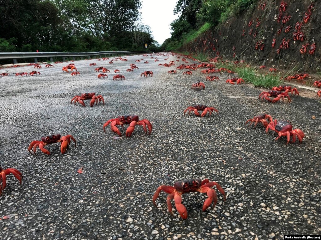 Ishulli i Krishtlindjeve është territor i Australisë, me sipërfaqe prej 135 kilometrash katrorë, në Oqeanin Indian. Me nisjen e sezonit të ri të shirave monsunike fillon edhe emigrimi masiv i gaforreve të kuqe, një specie endemike që jeton gjatë tërë pjesës tjetër të vitit në pyje shiu.