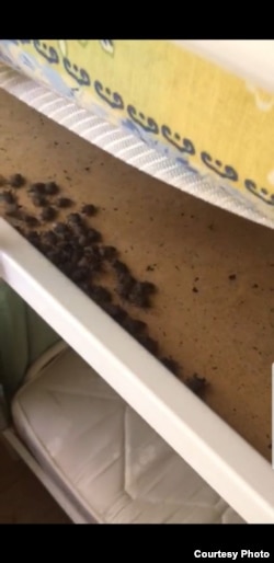 Bedbugs found under a mattress at one of the camps in the Orlyonek complex in the summer of 2021.