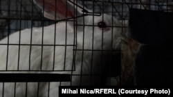 La animaleria Institutului Cantazino, specialiștii cresc sute de animale pentru cercetare: șoareci, șobolani, iepuri.