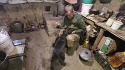 Пес Декс в кухне-землянке на передовой украинской армии под Попасная