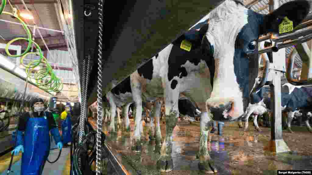 Здесь содержатся около пять тысяч коров голштинско-фризской породы, завезенной из Нидерландов. Эти коровы ценятся за большие удои и являются самой распространенной породой молочного скота также в Канаде и США