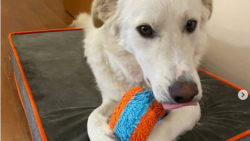 Атырауда азапталған ит АҚШ-қа жетті