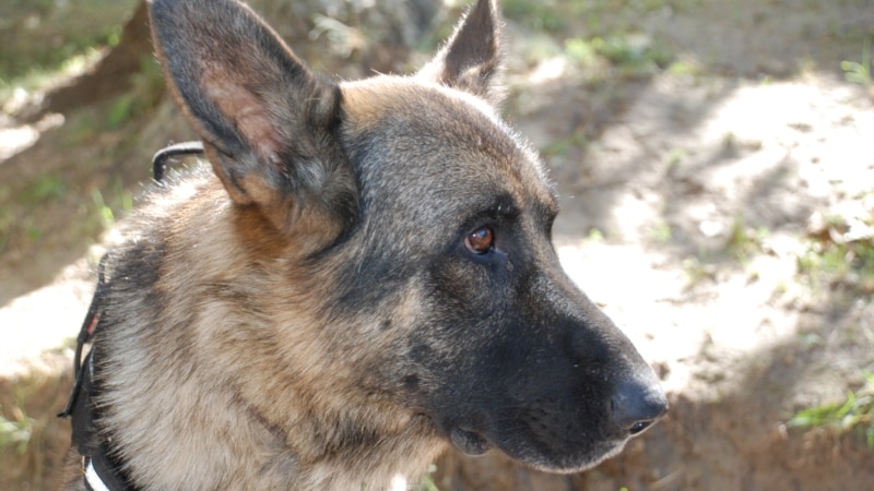 В Бахчисарае нашли челябинского пса, пропавшего шесть лет назад – СМИ
