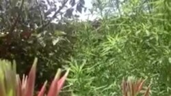 ВИДЕО: Лаҳзаи ба "хоб" рафтан ва бедор шудани гулҳо