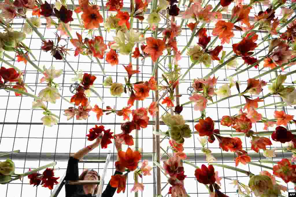 A gardener hangs azaleas at the Chelsea Flower Show in London as the Royal Horticultural Society celebrates its centennial. (AFP/Ben Stansall)
