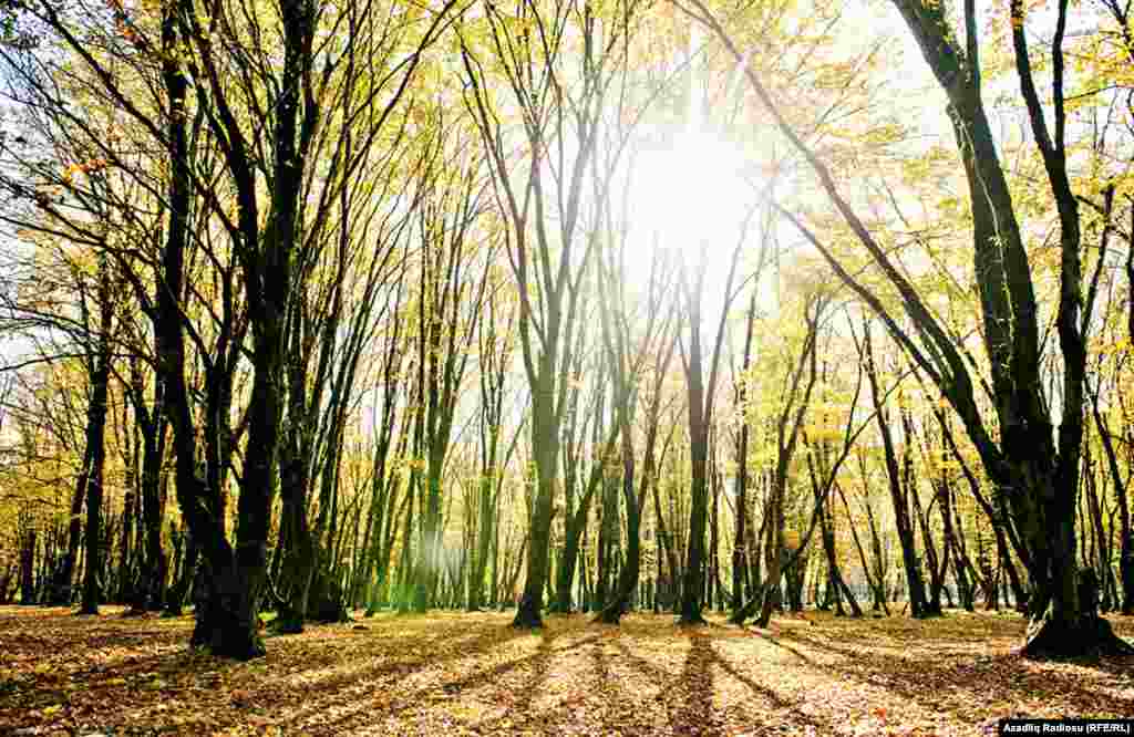 İsmayıllı meşələri