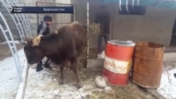 Бакбердӣ аз гови модархонд метарсад, вале намехоҳад ба хонаи модараш баргардад