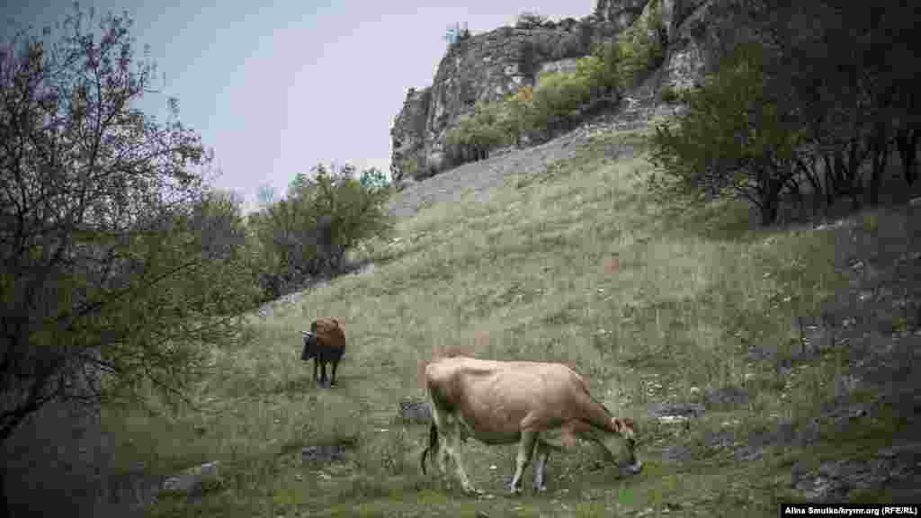Біля підніжжя Чуфут-Кале випасають корів, 27 жовтня 2016 року