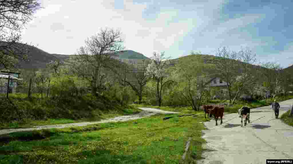 Корови йдуть на випас у селі Земляничне