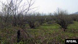 Защитить сад, огород или плантацию от мраморного клопа можно, применяя несколько раз препараты химической группы активности