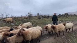 Başkənddən reportaj: 'Bu torpaq qaytarılsa, Gədəbəydə onlarla kənd çörəksiz qalacaq'