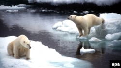 Polar bears are a protected species in Russia. (file photo)