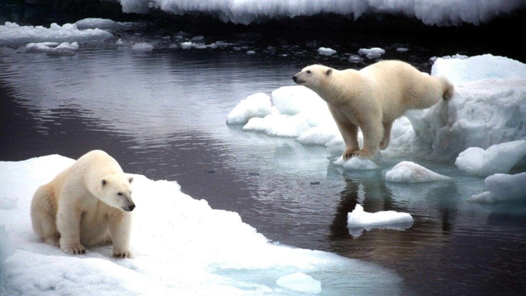 Russian Polar Bear's Death By Firecracker Stirs Outrage