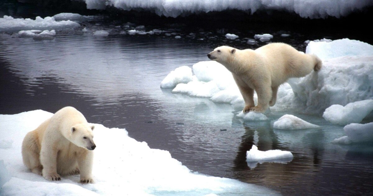 Russian Polar Bear's Death By Firecracker Stirs Outrage