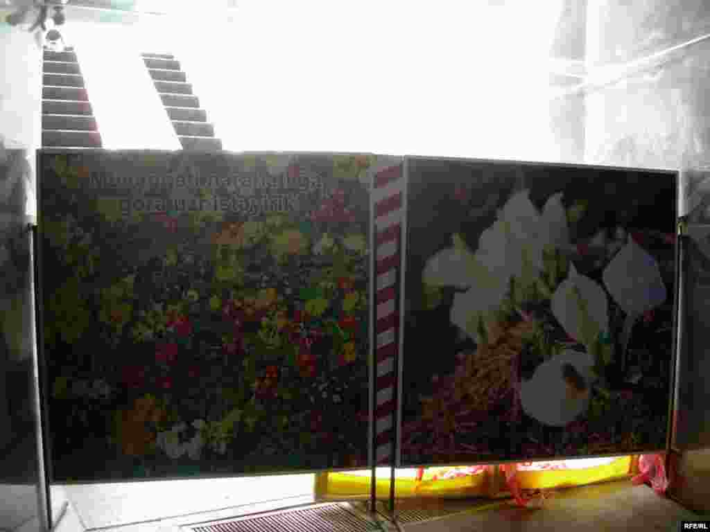 Bakıda gül bayramına hazırlıq gedir #21