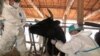 سرنوشت گاوهای رها شده در فوکوشیما 
