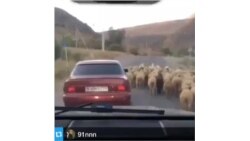 Чахъу хъамулеб куц