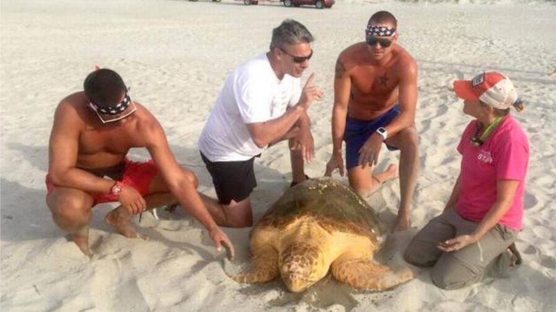 Više od 120 mrtvih kornjača na meksičkim plažama