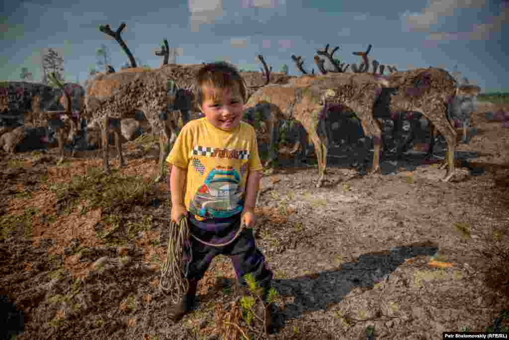 Четырехлетний Игорь позирует возле принадлежащего его семье стада оленей в Ямало-Ненецком автономном округе.