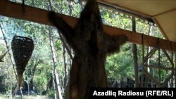 A bear skin in Azerbaijan's Gabala district 