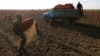 Migrant workers from Kyrgyzstan harvest potatoes in a private field in Russia's Krasnoyarsk region.