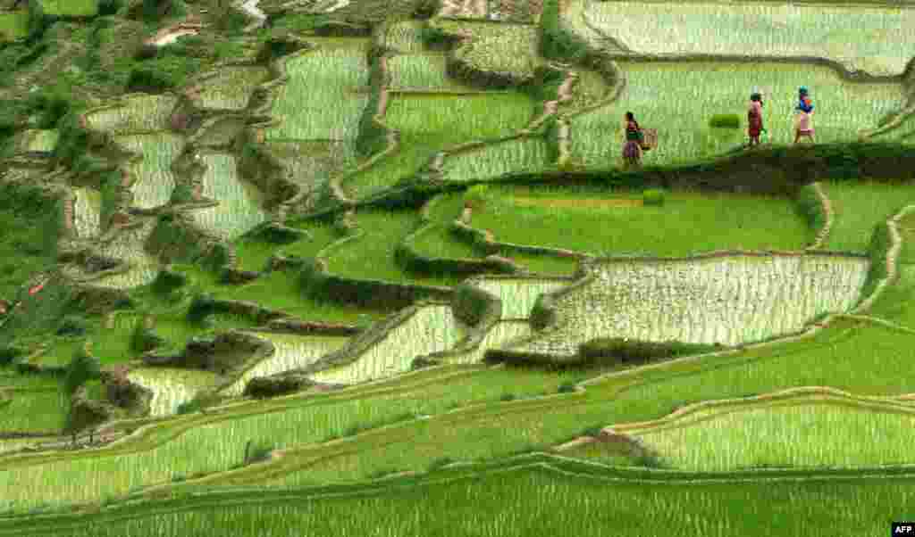 Rice paddies in Changu Naryan on the outskirts of Kathmandu. (AFP/Prakash Mathema)