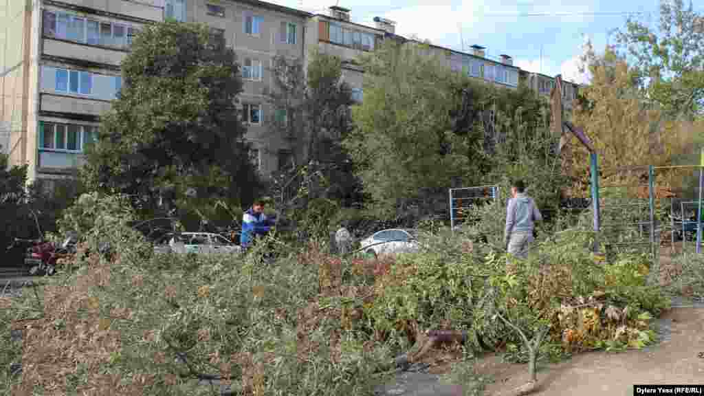 Кейбір тұрғындар сынған ағаштарды өздері жинап жатыр. Шымкент, 19 қазан 2016 жыл.