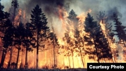 A fire rages in Siberia's Tomsk region.