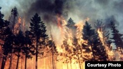 Лесной пожар в Томской области