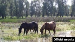 Park prirode Lonsko Polje