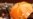 Egg-Spattered Path To Euro Elections