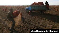 Migrant workers from Kyrgyzstan harvest potatoes in a private field in Russia's Krasnoyarsk region.